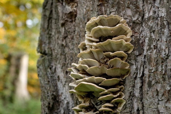 Trametes trogii
