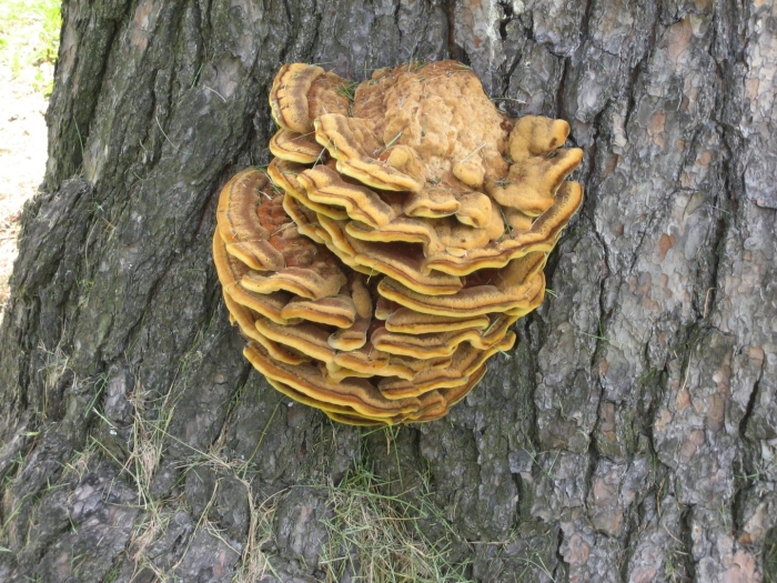 Трутовик сернисто жёлтый