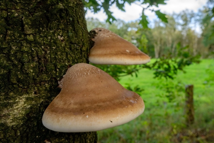 Гриб трутовик березовый