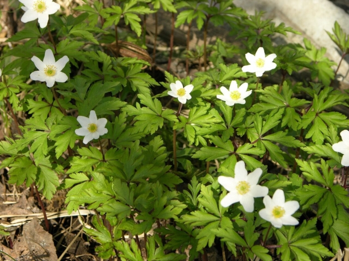 Первоцвет ветреница дубравная