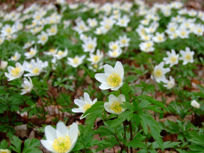 Ветреница лесная anemone sylvestris