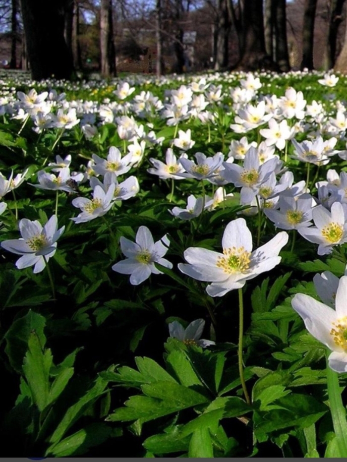 Ветреница анемона лесная
