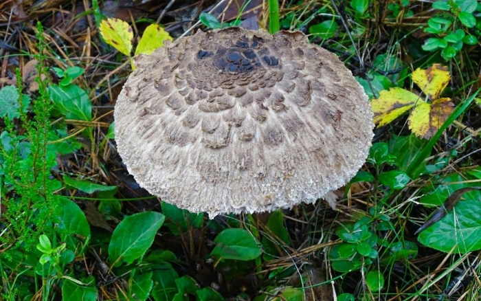 Зонтик пёстрый macrolepiota procera