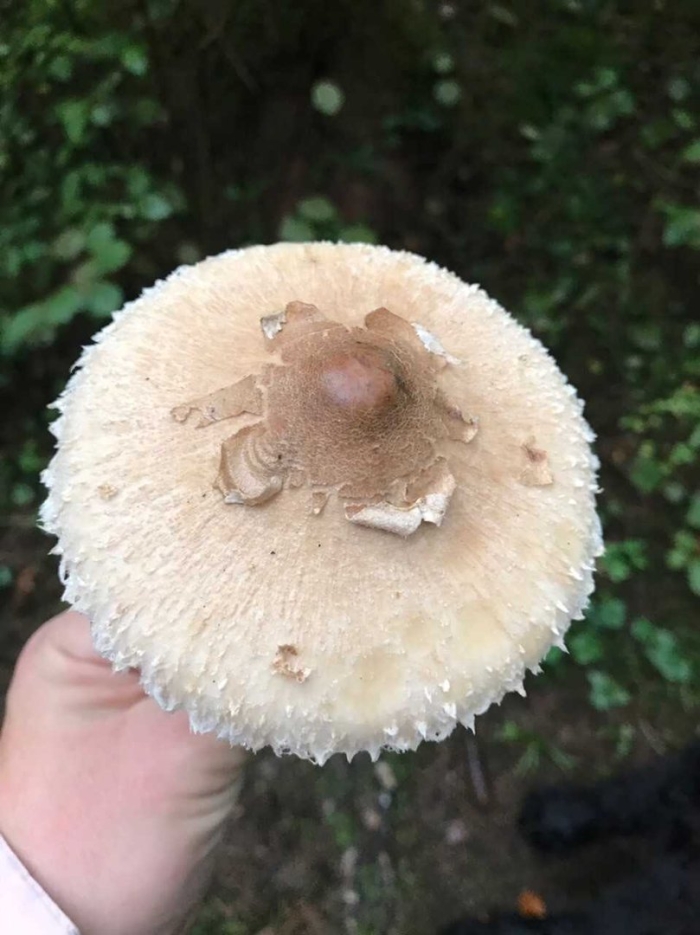 Гриб зонтик белый macrolepiota excoriata