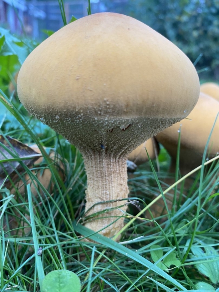 Феолепиота золотистая phaeolepiota