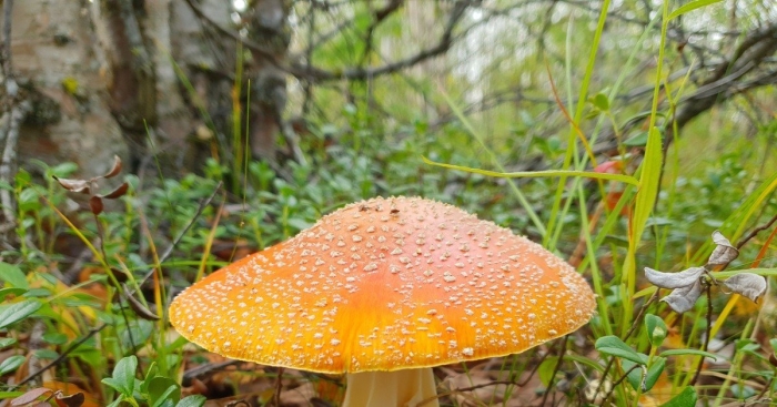 Мухомор пантерный