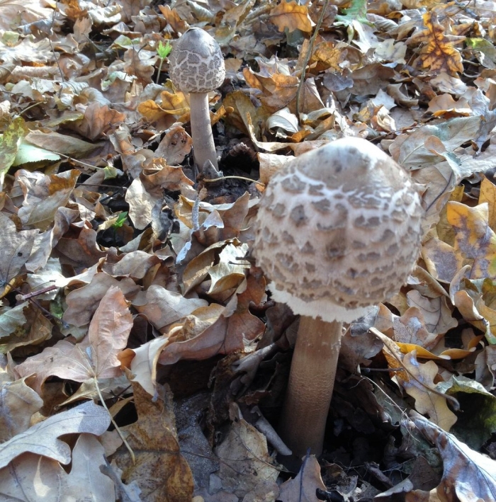 Гриб зонтик пёстрый macrolepiota procera