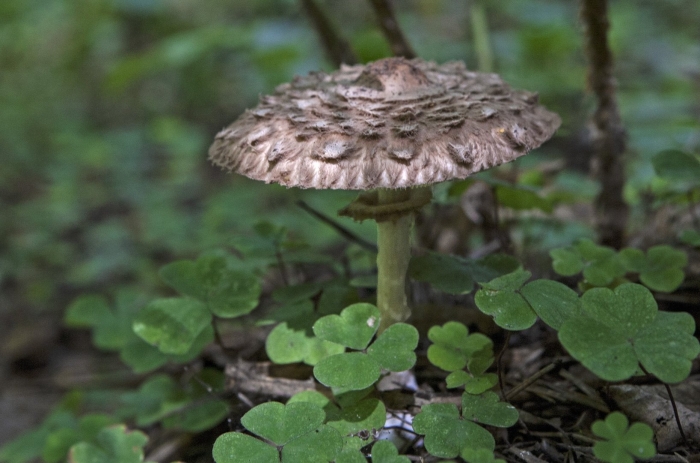 Зонтик моргана гриб