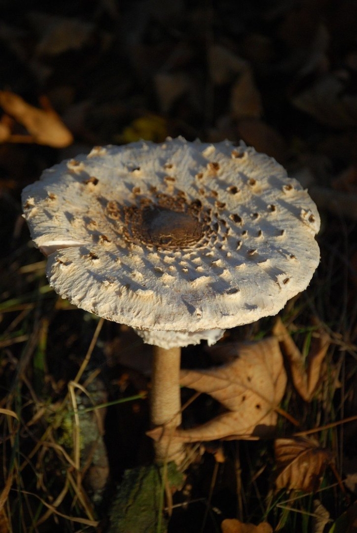 Гриб зонтик пёстрый macrolepiota procera