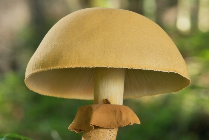 Феолепиота золотистая