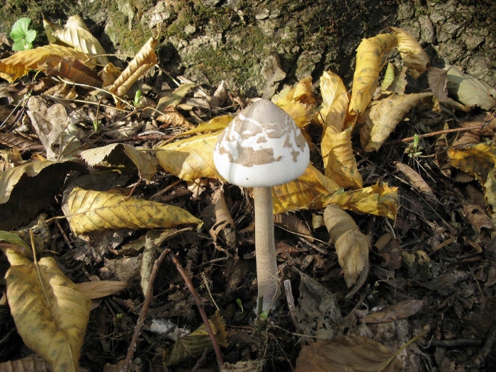 Зонтик пестрый гриб