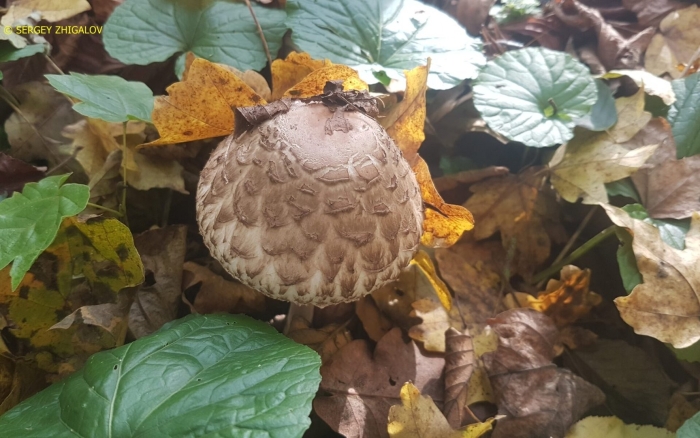 Гриб зонтик краснеющий chlorophyllum rhacodes