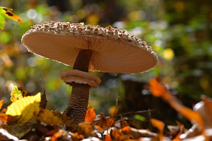 Гриб зонтик девичий macrolepiota puellaris