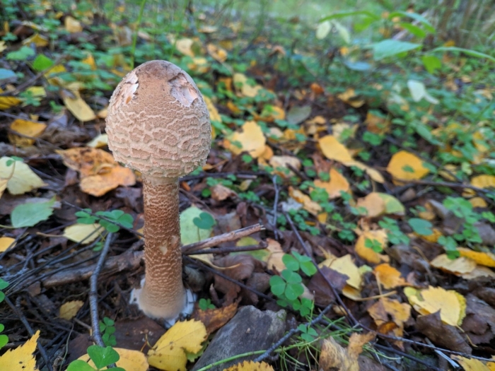 Зонтик пёстрый macrolepiota procera