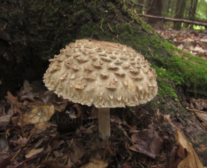 Гриб-зонтик краснеющий macrolepiota rhacodes