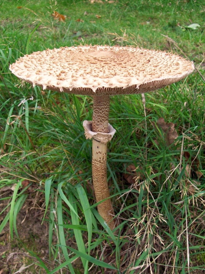 Гриб зонтик пёстрый macrolepiota procera