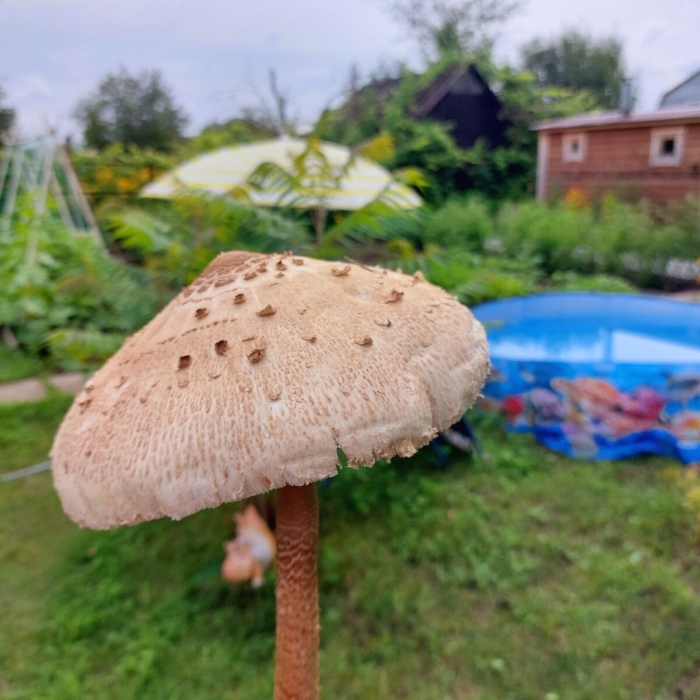 Гриб зонтик пестрый