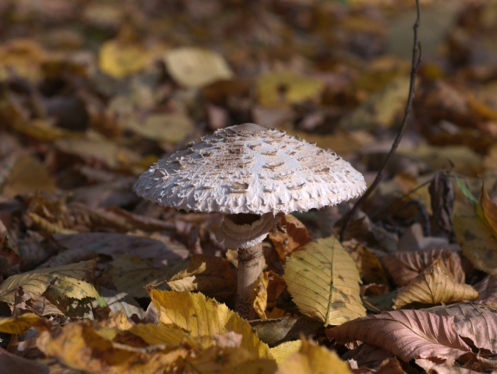 Гриб зонтик великий
