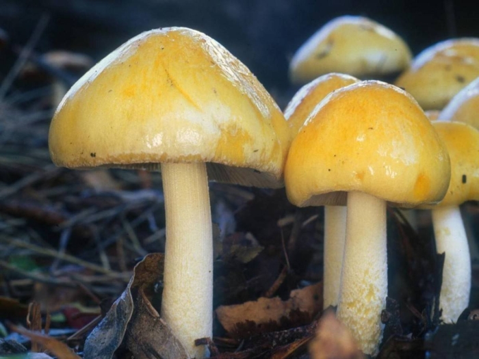 Больбитус золотистый