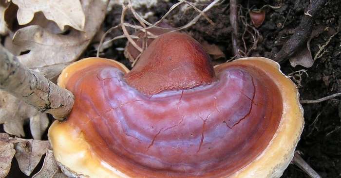 Трутовик лакированный