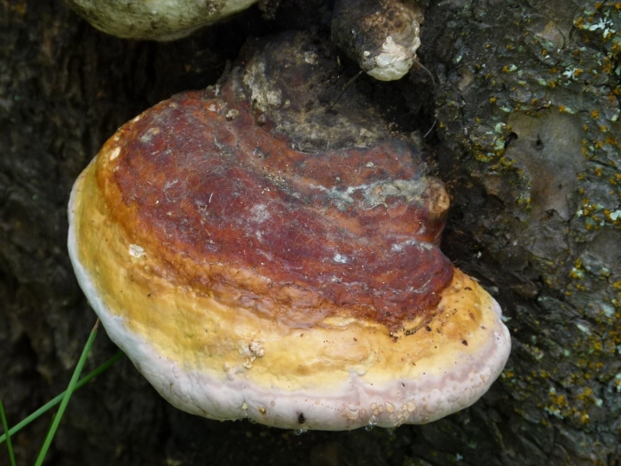 Трутовик окаймленный fomitopsis pinicola