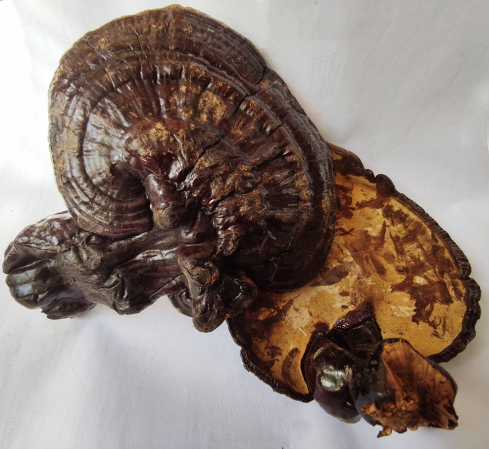 Линчжи гриб