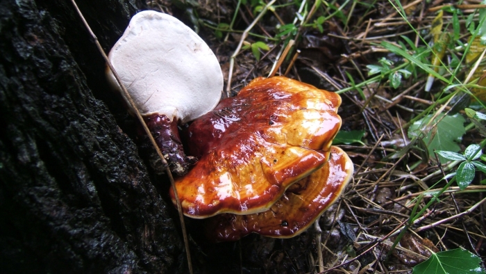 Трутовик лакированный красная книга