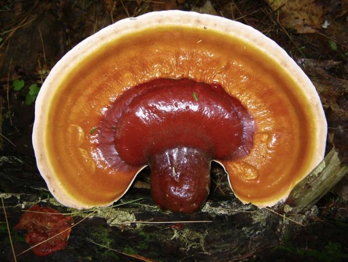 Гриб ganoderma lucidum
