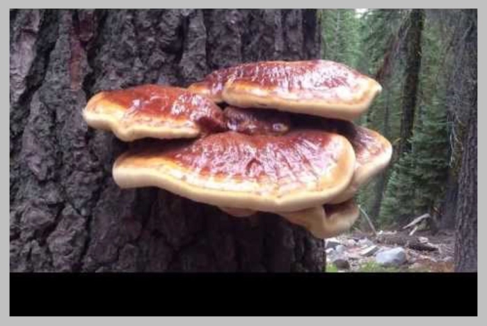 Гриб рейши трутовик