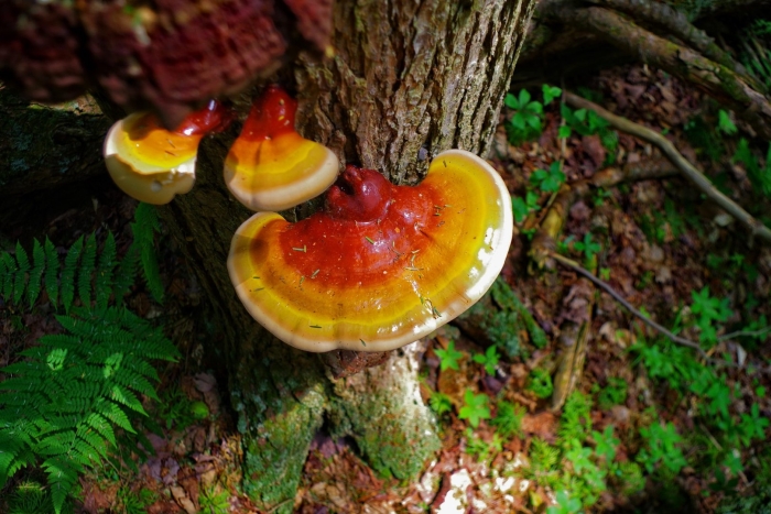 Ganoderma tsugae