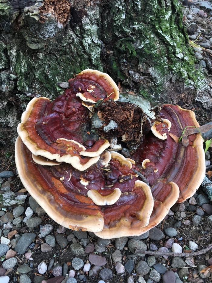 Трутовик лакированный ganoderma lucidum