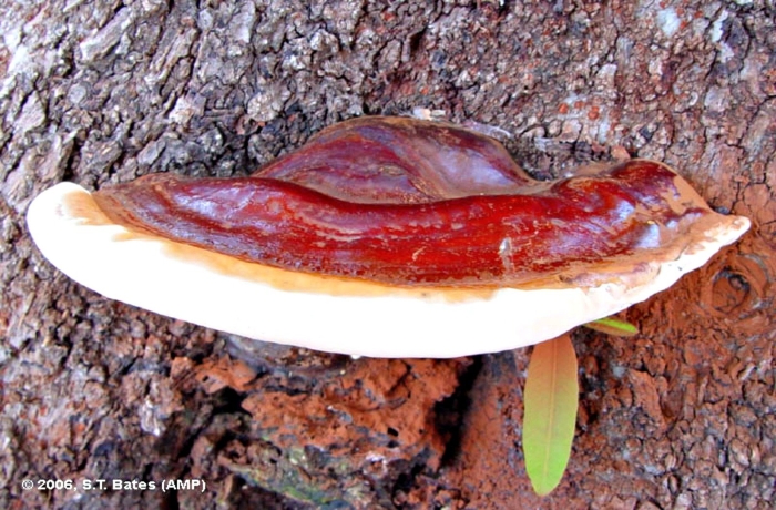 Трутовик обыкновенный fomes fomentarius