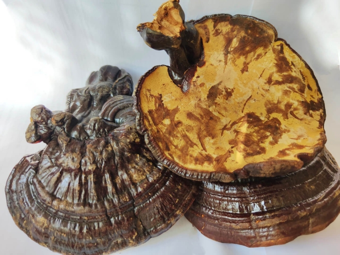 Гриб рейши трутовик лакированный