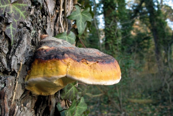 Трутовик окаймленный