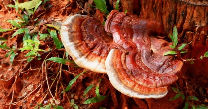 Гриб трутовик ganoderma lucidum