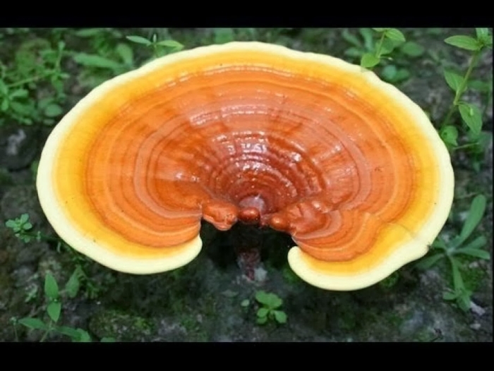 Трутовик лакированный гриб