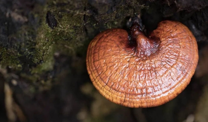 Ganoderma lucidum