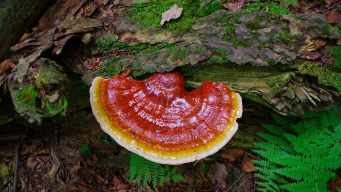 Гриб трутовик ganoderma lucidum