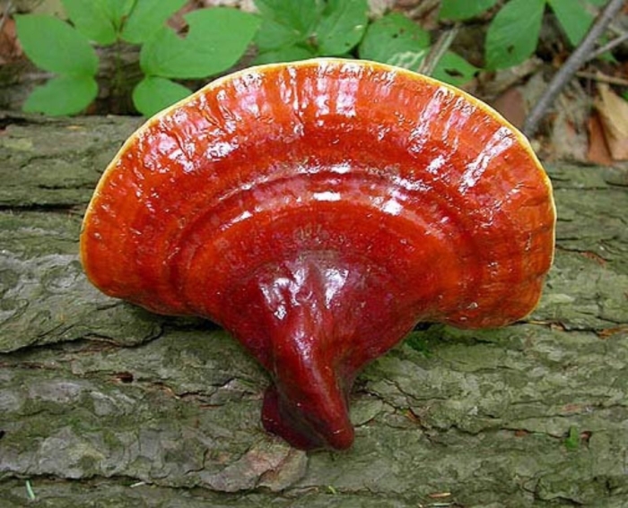 Трутовик лакированный ganoderma lucidum