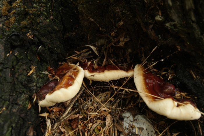 Ганодерма смолистая