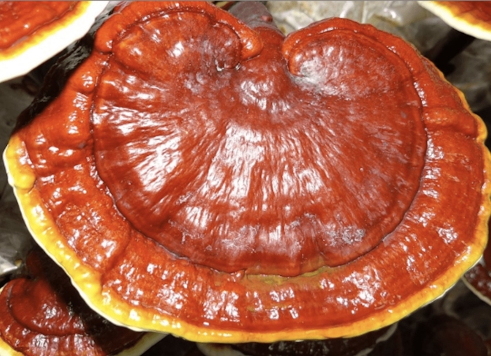 Трутовик лакированный ganoderma lucidum