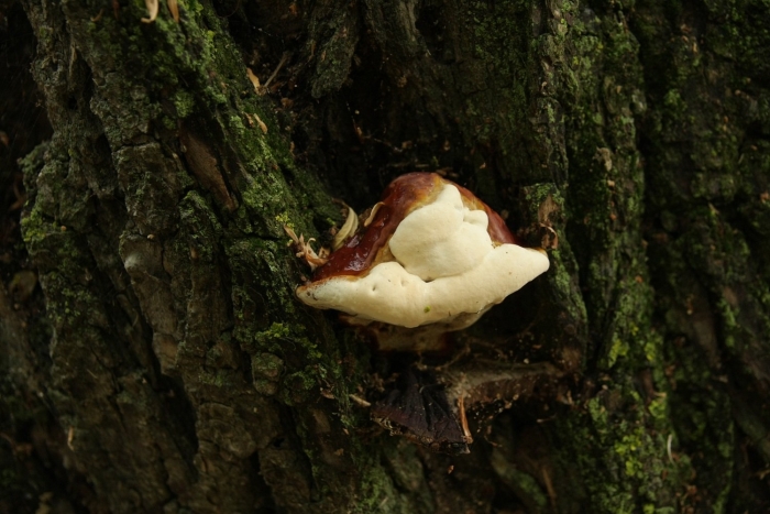 Трутовик лакированный ganoderma lucidum
