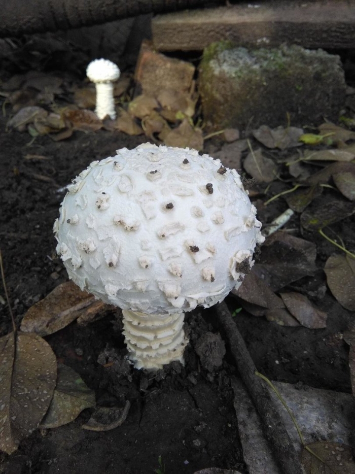 Белые мухоморы