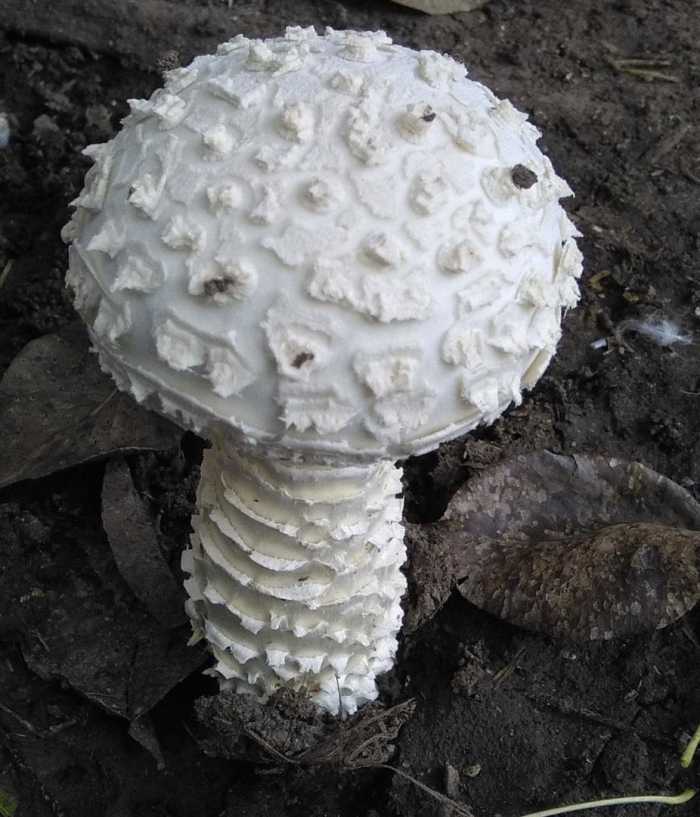 Мухомор шишкообразный