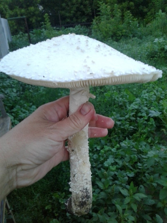 Мухомор виттадини гриб