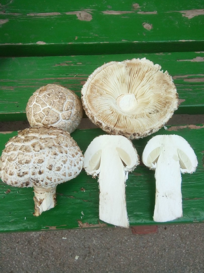 Мухомор виттадини