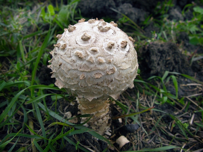 Гриб-зонтик краснеющий macrolepiota rhacodes