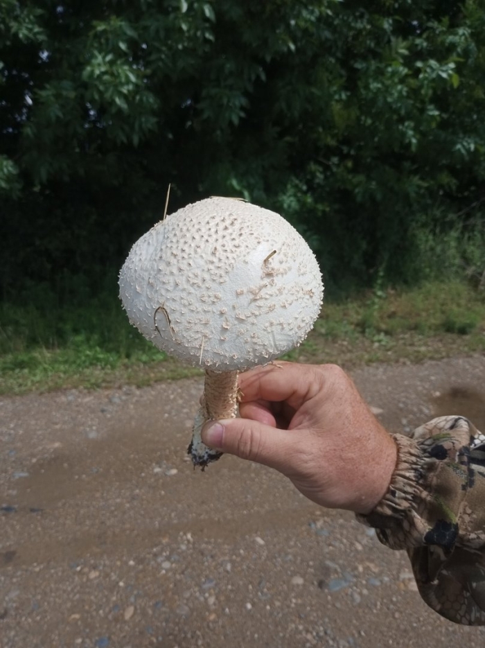 Гриб зонтик пестрый ядовитый