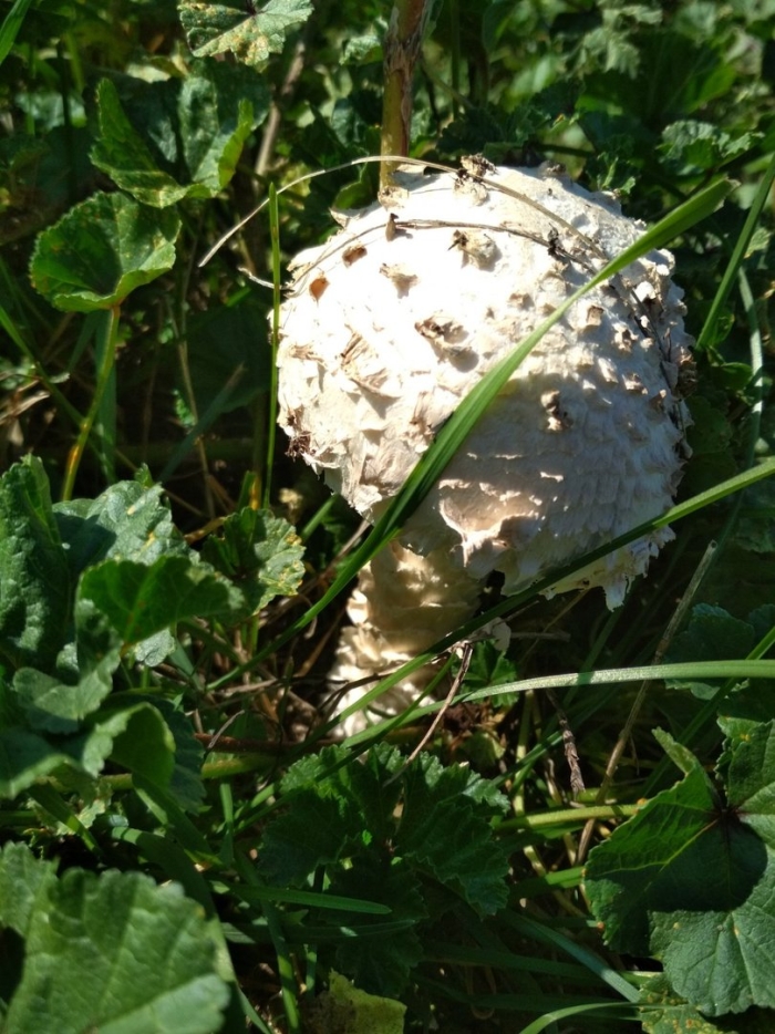 Зонтик пёстрый macrolepiota procera