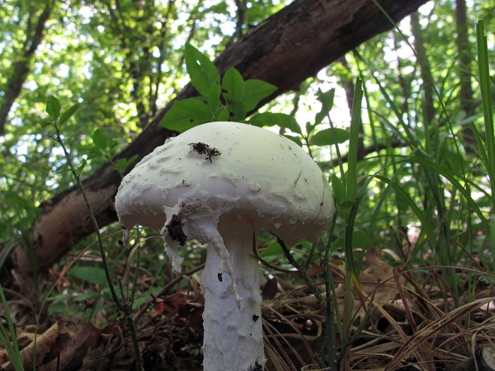 Белая поганка мухомор вонючий